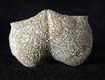 Paraspirifer bownockeri (STEWART 1927) - Bild © FossNet FossilienStore